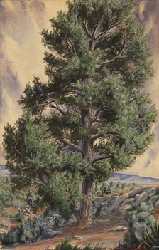 Pine Tree, n.d. Creator: Sandow.