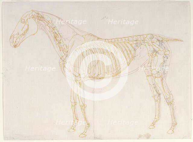 Working drawing of the Blood Vessels for 'The Third Anatomical Table of the Muscles ...', 1756. Creator: George Stubbs.