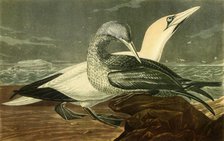 'Gannets', 1836, (1942).  Creator: John James Audubon.