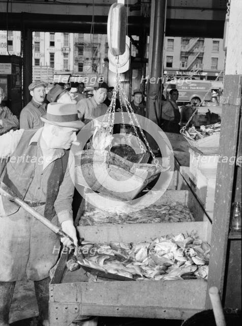 A "hooker" shovelling redfish onto the scales in the Fulton fish market, New York, 1943. Creator: Gordon Parks.