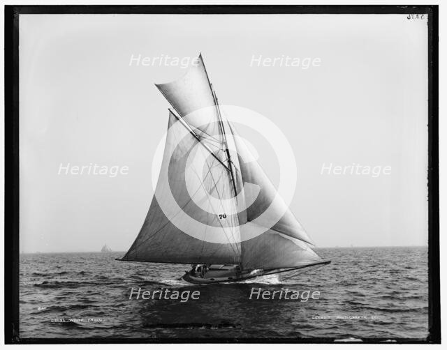 White Fawn, between 1880 and 1899. Creator: Unknown.