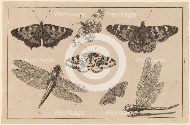 Two Dragonflies and Five Butterflies. Creator: Wenceslaus Hollar.