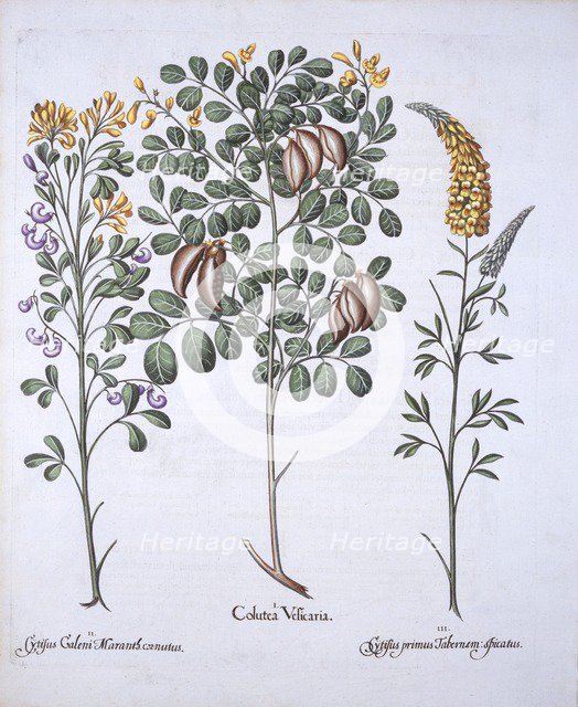 Colutea Tree and Cytisus Varieties, from 'Hortus Eystettensis', by Basil Besler (1561-1629), pub. 16