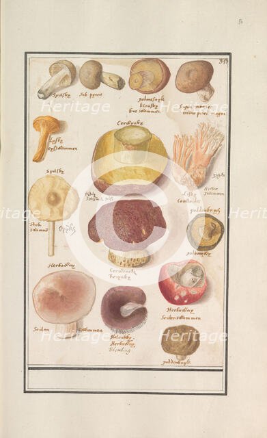 Mushrooms, 1596-1610. Creators: Anselmus de Boodt, Elias Verhulst.