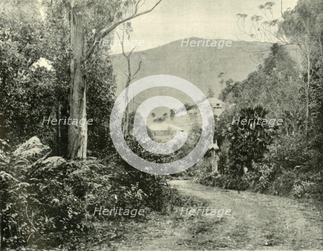 'On the Illawarra Road, N.S.W.', 1901. Creator: Unknown.