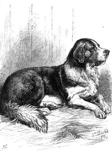 The St. Bernard Dog Show: Bayard, the Champion Rough-Coated Dog, 1883. Creator: J. G..