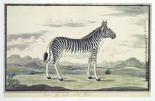 Equus zebra (Mountain zebra), 1777-1786. Creator: Robert Jacob Gordon.