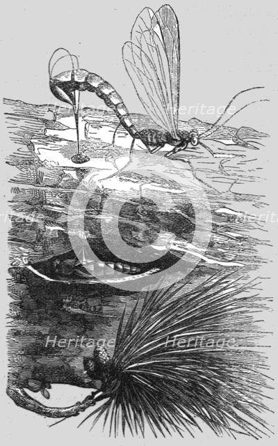 'An Insect Cuckoo; A Flying Visit to Florida', 1875. Creator: Thomas Mayne Reid.