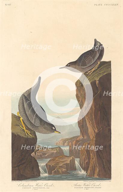 Columbian Water Ouzel and Arctic Water Ouzel, 1838. Creator: Robert Havell.