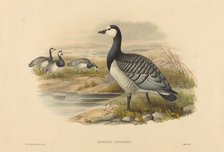 Barnacle Goose (Bernicla Leucopsis). Creators: Joseph Wolf, HC Richter.