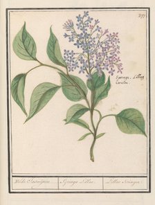 Lilac (Syringa vulgaris), 1596-1610. Creators: Anselmus de Boodt, Elias Verhulst.