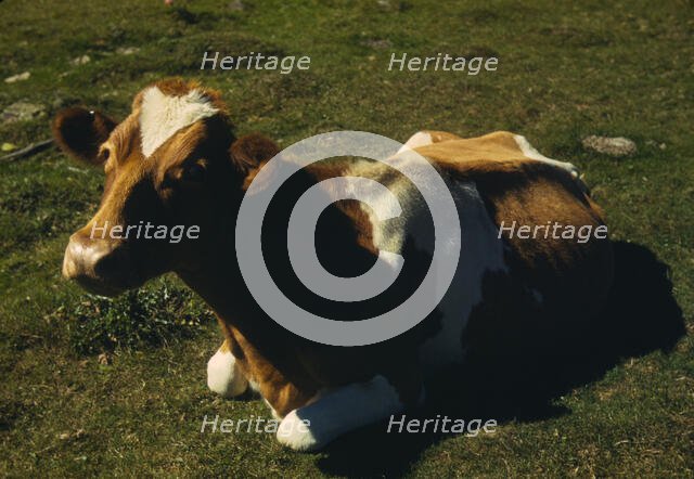 Guernsey cow or calf lying on the ground, between 1941 and 1942. Creator: Unknown.