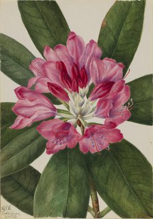 Mountain Rose-Bay (Rhododendron catawbiense), 1932. Creator: Mary Vaux Walcott.