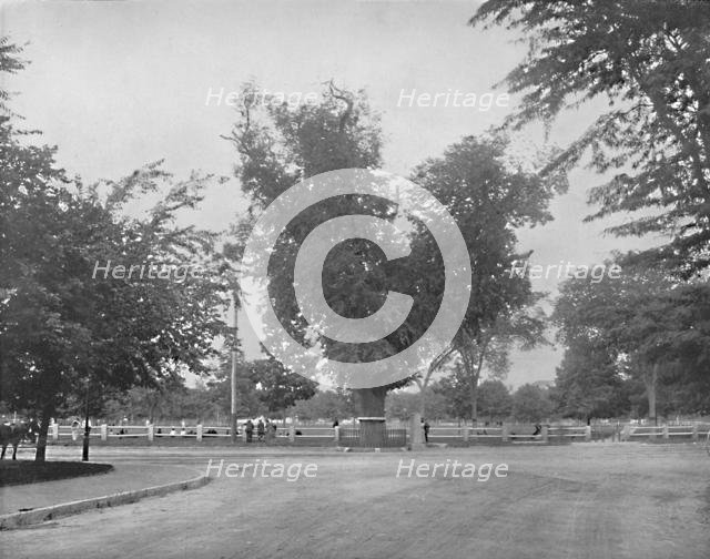 'Washington Elm, Cambridge, Massachusetts', c1897. Creator: Unknown.