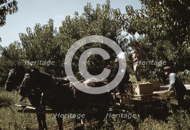 Crates of peaches being gathered from pickers to be hauled to..., Delta County, Colo., 1940. Creator: Russell Lee.