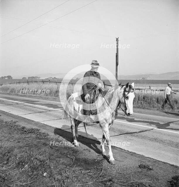Cowboy bringing cattle in from range, Contra Costa County, 1938. Creator: Dorothea Lange.