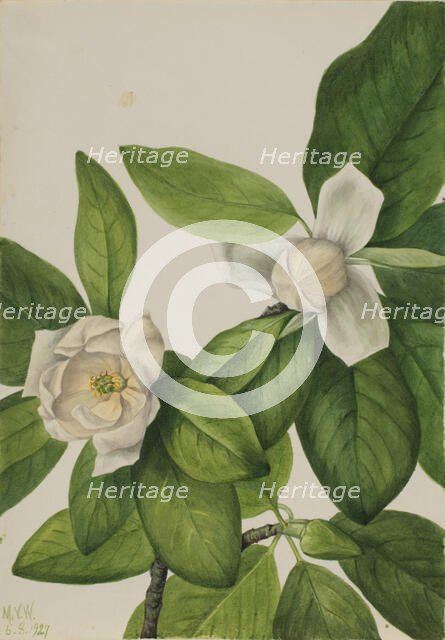 Sweetbay (Magnolia virginiana), 1927. Creator: Mary Vaux Walcott.