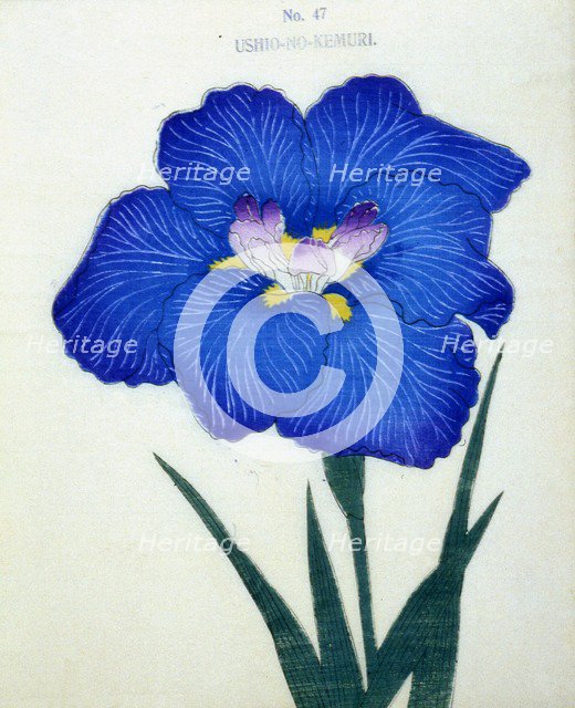 Ushio-No-Kemuri, No 47.