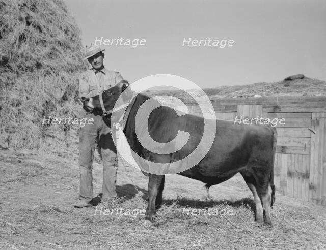 Mr. Botner with bull which he owns co-operatively..., Nyssa Heights, Malheur County, Oregon, 1939. Creator: Dorothea Lange.