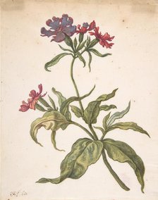 Study of a red catchfly (Lychnis hirsuta), 1680. Creator: Herman Saftleven the Younger.