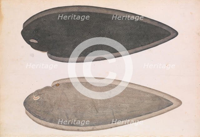 Two Sides of a Bengal River Fish, ca. 1804. Creator: Unknown.