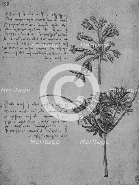 'Two Studies of Rushes in Seed, c1480 (1945). Artist: Leonardo da Vinci.