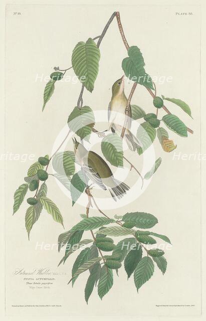 Autumnal Warbler, 1830. Creator: Robert Havell.