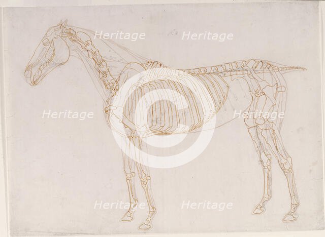 Working drawing of the Blood Vessels for 'The Second Anatomical Table of the Muscles ...', 1756. Creator: George Stubbs.