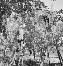 Picking pears, Pleasant Hill Orchards, Yakima Valley, Washington, 1939. Creator: Dorothea Lange.
