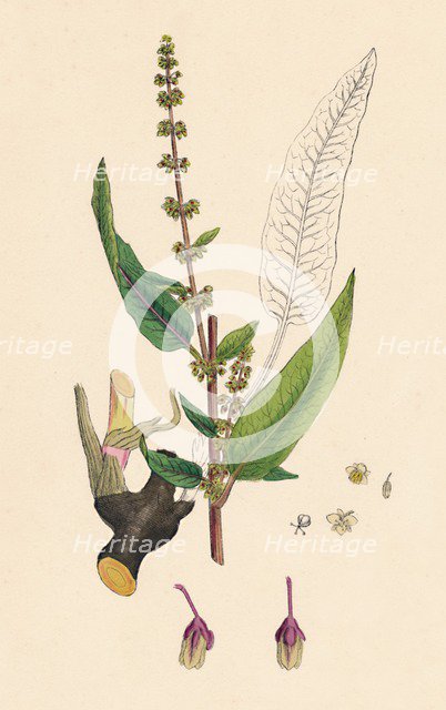 'Rumex sanguinens. Bloody-veined Dock', 19th Century. Artist: Unknown.