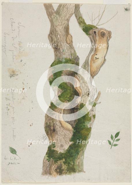 Study of a Tree Trunk. Creator: Georges Michel (French, 1763-1843).