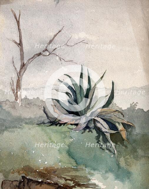 An Agave plant, c19th century. Creator: Unknown.