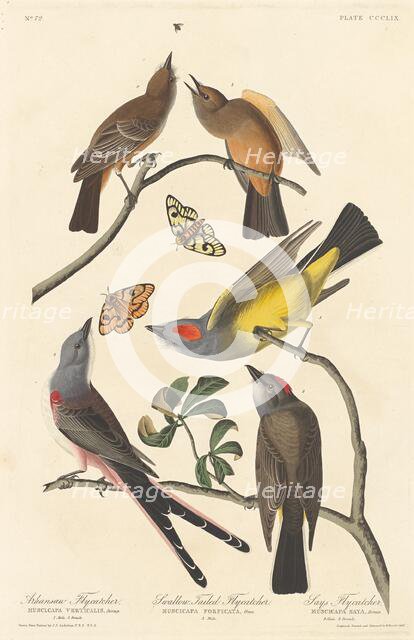 Arkansaw Flycatcher, Swallow-tailed Flycatcher and Says Flycatcher, 1837. Creator: Robert Havell.