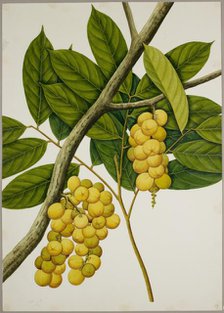 Lansium domesticum, c1824.  Creator: Unknown.