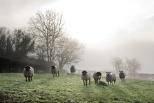 Inquisitive sheep, Herefordshire, 2017. Artist: James O Davies.