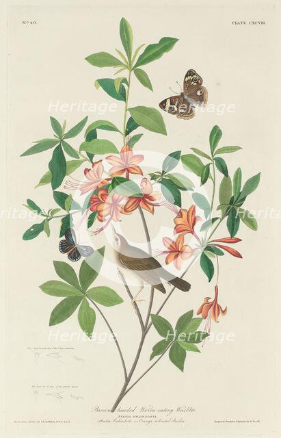 Brown-headed Worm-eating Warbler, 1834. Creator: Robert Havell.