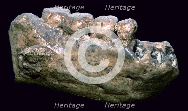 Jaw and teeth of Java Man. Artist: Unknown