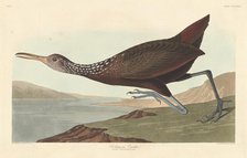 Scolopaceus Courlan, 1837. Creator: Robert Havell.