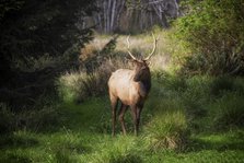 Roosavelt Elk. Creator: Joshua Johnston.