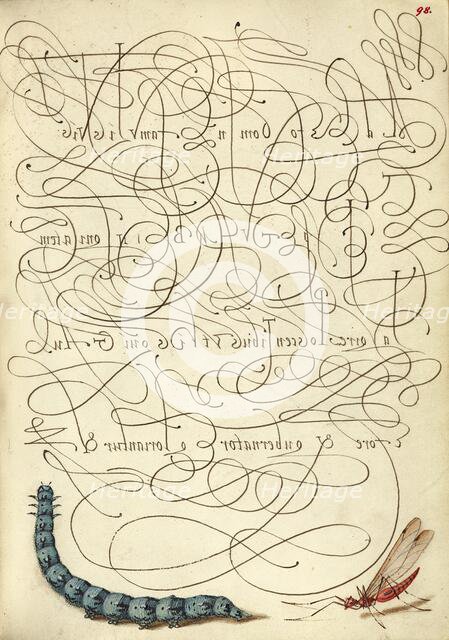 Caterpillar and Insect; Mira calligraphiae monumenta, 1561-1562; illumination added 1591-1596. Creator: Joris Hoefnagel.
