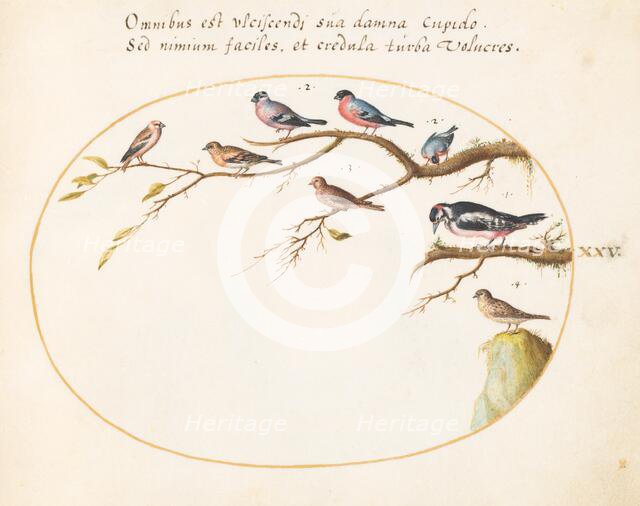 Animalia Volatilia et Amphibia (Aier): Plate XXV, c. 1575/1580. Creator: Joris Hoefnagel.