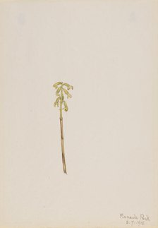 Corathorhiza corallorhiza, 1918. Creator: Mary Vaux Walcott.