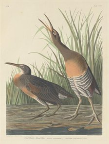 Salt Water Marsh Hen, 1834. Creator: Robert Havell.