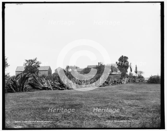 A New England stump fence, between 1890 and 1901. Creator: Unknown.