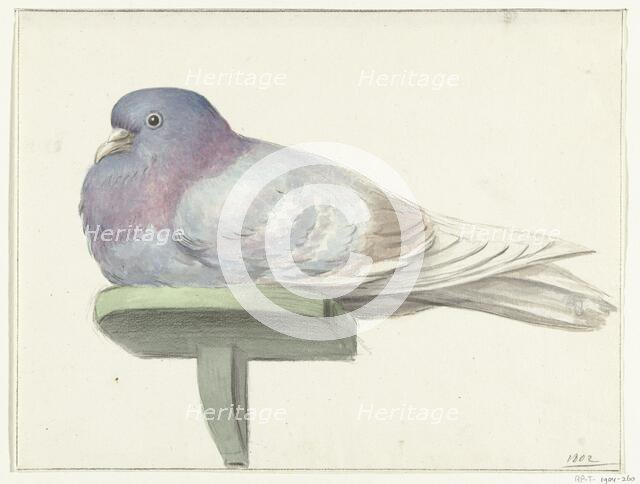 Pigeon, sitting on a shelf, 1802. Creator: Jean Bernard.