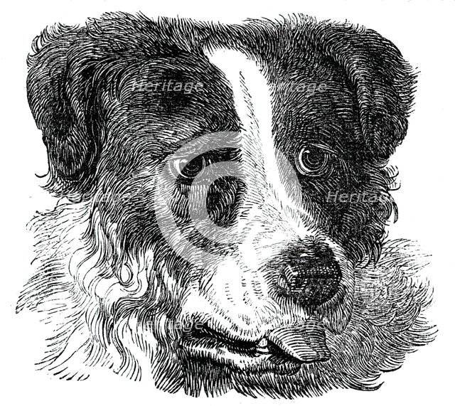 Head of the Newfoundland Dog, 1844. Creator: Unknown.