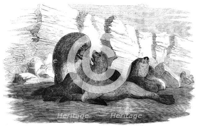 Sea-Lions, in the Falkland Islands, 1856.  Creator: Unknown.