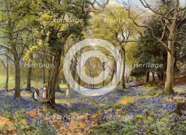 'Wild Hyacinths in a Surrey Copse', 1906. Artist: Unknown