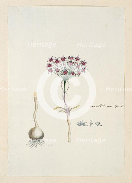 Hessea cinnamomea (L'Hérit.) Durand & Schinz. (umbrella lily), 1777-1786. Creator: Robert Jacob Gordon.