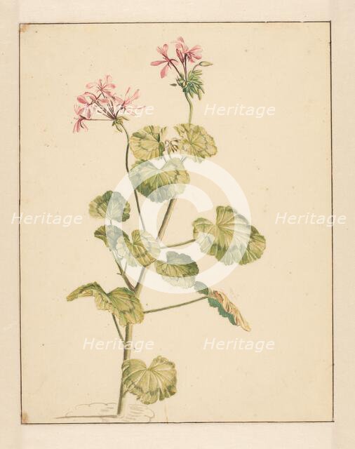 Geranium, 1668-1729. Creator: Vincent Laurentz van der Vinne I.